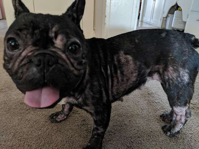 Homeatlast Coco The Cutie Pie French Bulldog From Phoenix Maricopa Is Back Home Her Owner Told Us Someone Saw Her Lost Losing A Dog Losing A Pet Dogs