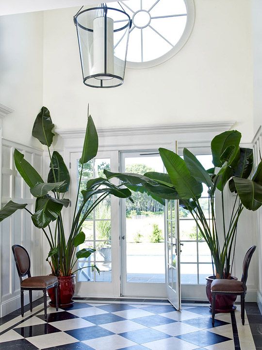 best 25+ big plants ideas on pinterest | big indoor plants, living best 25+ big plants ideas on pinterest | big indoor plants, living