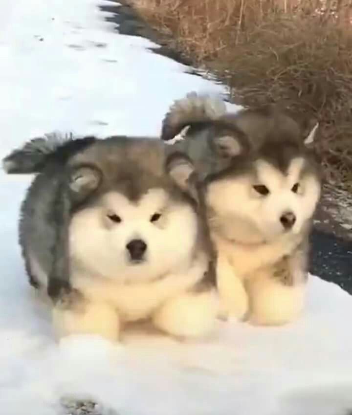 Little floofball cuddlepuffs Cute fluffy dogs, Big