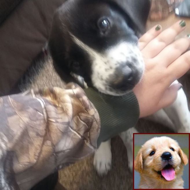 House Training A Puppy And Water And Clicker Training Dogs Not To