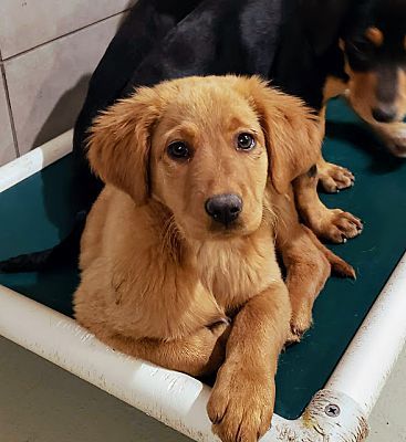 Golden Retriever Puppies For Sale Puppies For Sale Retriever