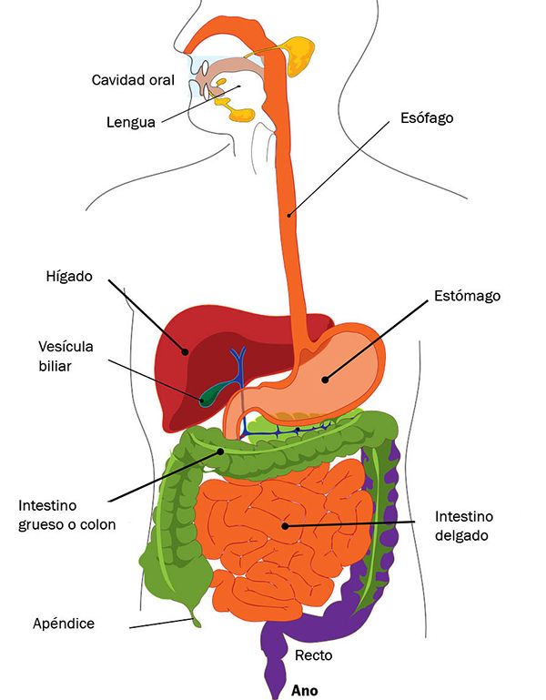Aparato Digestivo Para Niños Explicado Paso A Paso Organos Del Aparato Digestivo Sistema Digestivo Para Niños Aparato Digestivo Humano