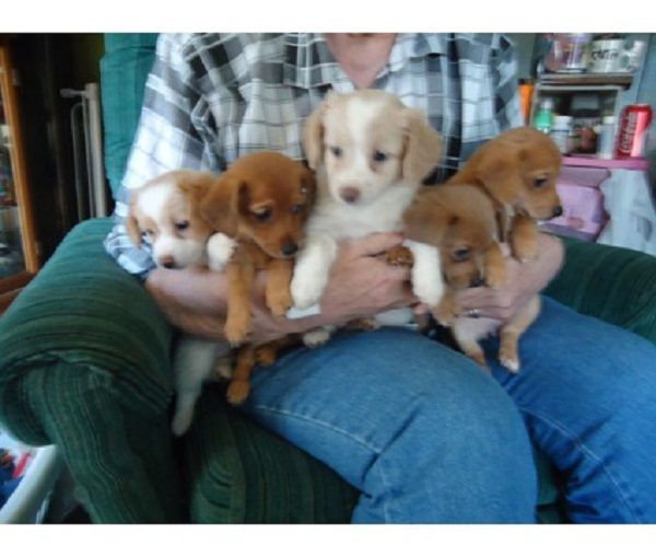 pomeranian husky mix for sale in arkansas best 20 pomeranian mix puppies ideas on husky pomeranian mix pomeranian pomeranian husky mix for sale in arkansas best 20 pomeranian mix puppies ideas on husky pomeranian mix pomeranian