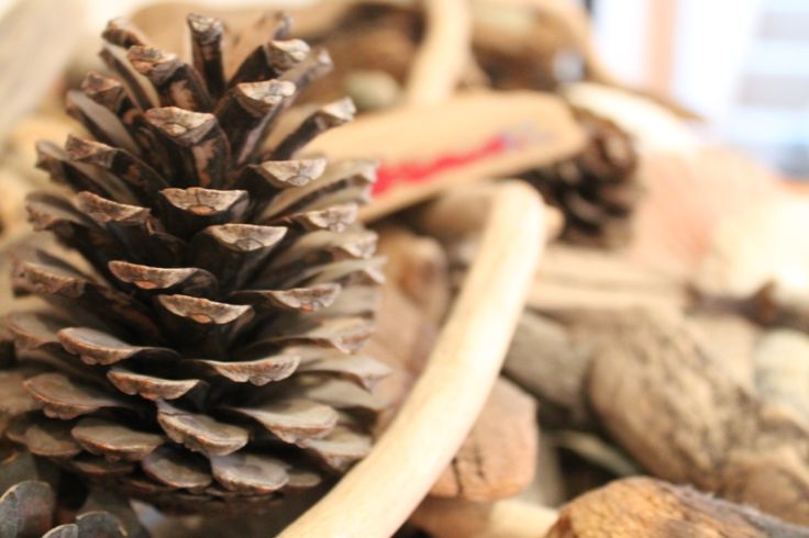 Form And Texture : My photography natural form pine cones crab shells