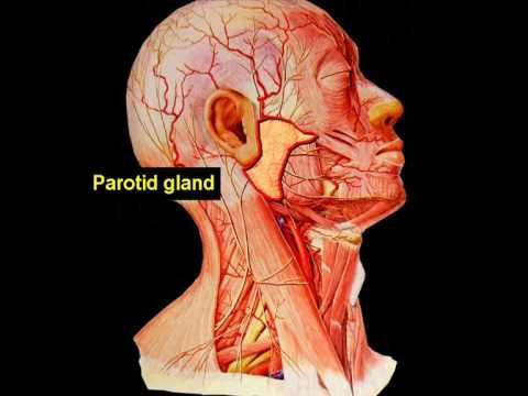 cancer in facial nerves nude national geogaphic men fucking men