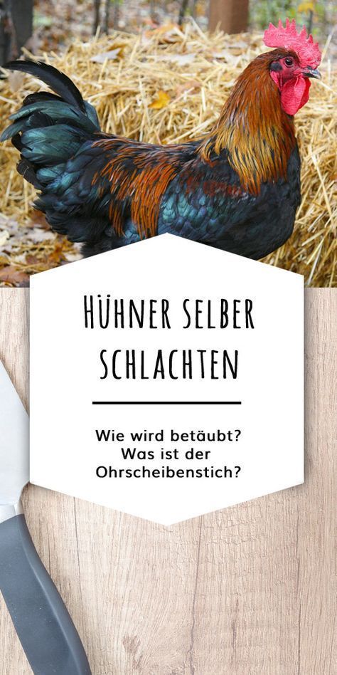 Wie Geht Petting Wie Geht Petting