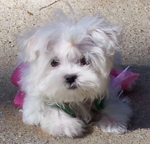 baby maltese puppies 119 best maltese images on cat animals and adorable animals baby maltese puppies 119 best maltese images on cat animals and adorable animals