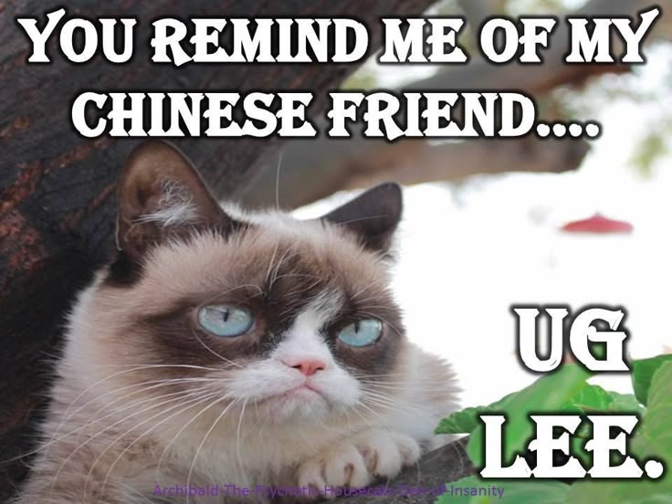 825 best grumpy cat images on pinterest grumpy cat, funny c5b87bf0f1b32411e7b2cb07764d0d28 grumpy cat quotes grumpy cat meme 825 best grumpy cat images on pinterest grumpy cat, funny