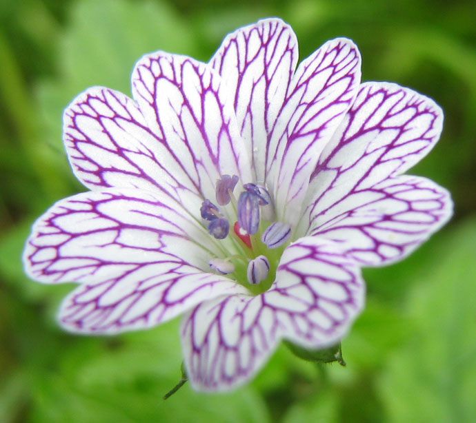 Pretty Flower 795 best flowers images on pinterest | plants, nature and pretty Pretty Flower 795 best flowers images on pinterest | plants, nature and pretty