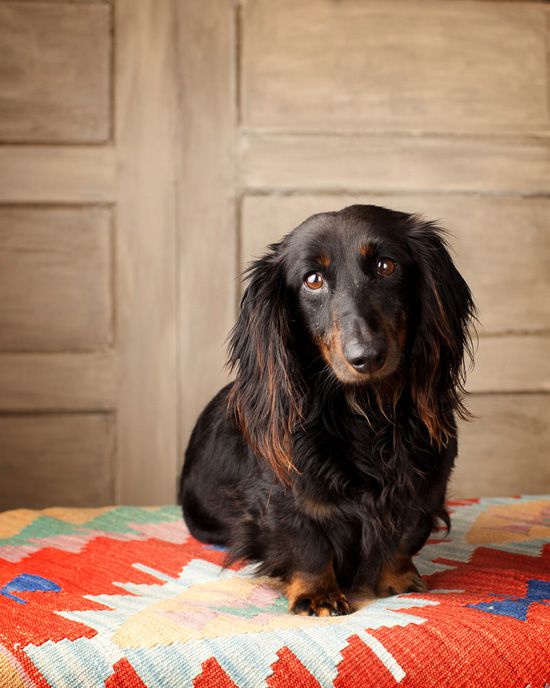 Long Haired Dachshund Dog Photography Long Haired Dachshund