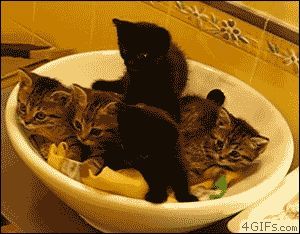 These five little kittens, cuddled together in a large bowl, are watching something that's simply blowing their minds. Seriously. They're all like, "W...