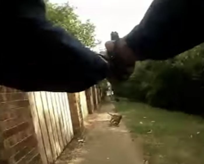 Woman Killed By Dogs In Porter Texas