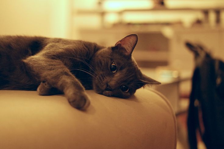 Simple Care Tips For Cat Lovers >>> Check this useful article by going to the link at the image. #Cats