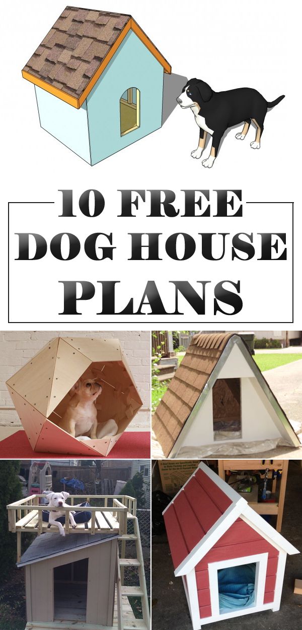 7 best Samson images on Pinterest | Animals, Dog and Good ideas 7 best Samson images on Pinterest | Animals, Dog and Good ideas