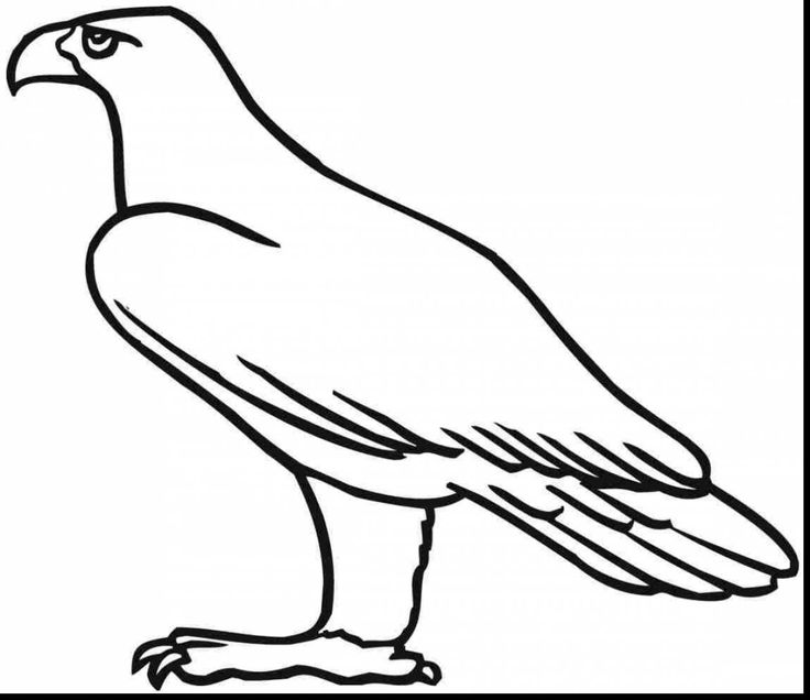 golden eagle coloring pages guila realpginas para colorearcolorante guilaspara