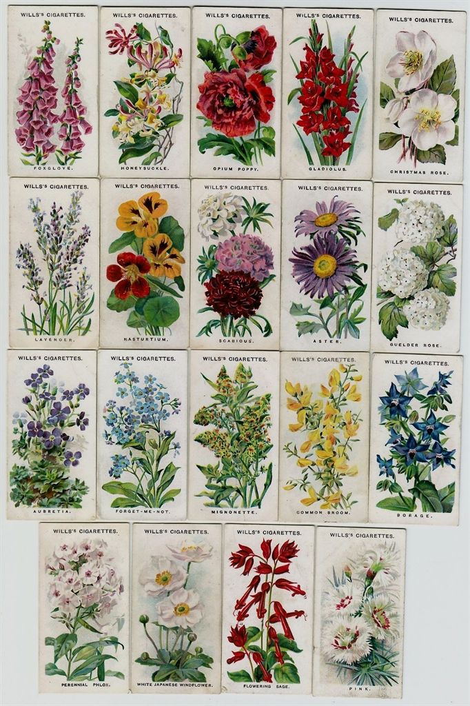 Names And Pictures Of Traditional English Garden Flowers Cottagegardenflowers Cottage Plants Shade Loving Perennials Cottage Garden Plants, What Flowers Are In A Typical English Garden