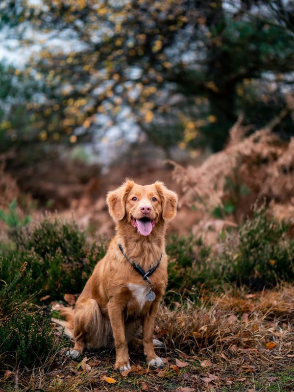 Dog Bathing Tips Dogs Dog Breeds Best Dog Training