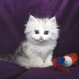 Ragamuffin Cat For Sale Mn Ragamuffin Cat For Sale Mn
