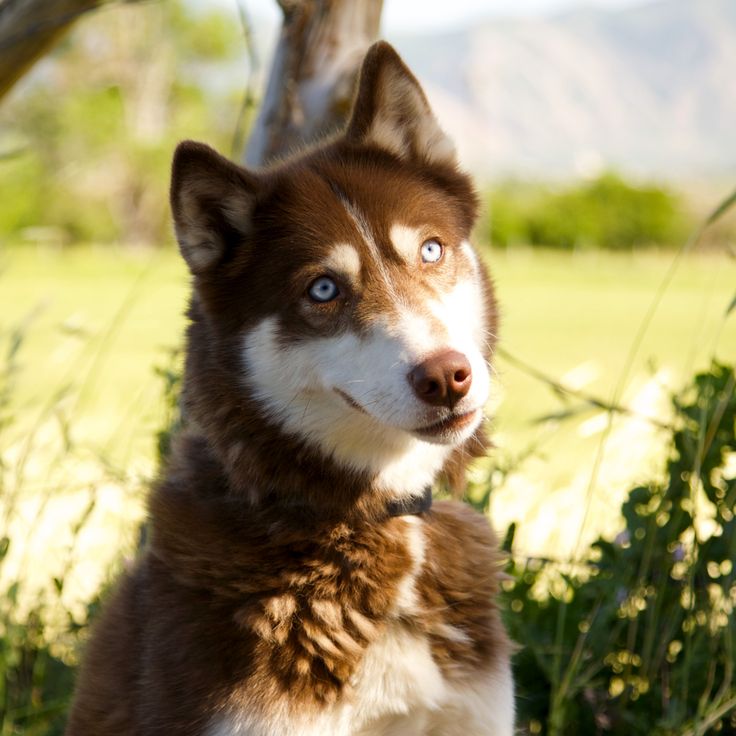Arcticrescue Adopt A Dog Arcticrescue Adopt A Dog