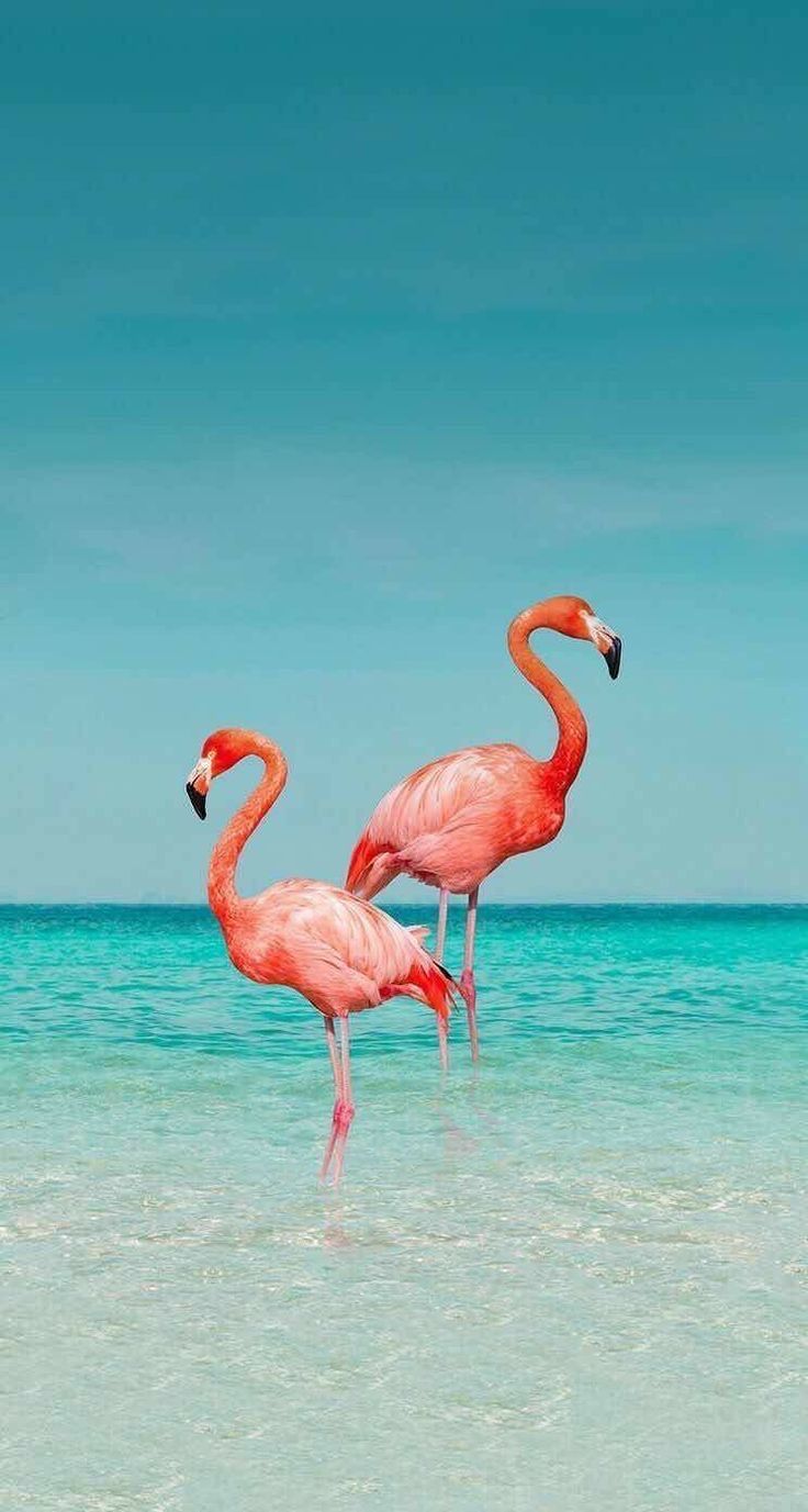 Flamingo Beach Tropical en 2020 | Fondo de pantalla de flamingo, Fondo