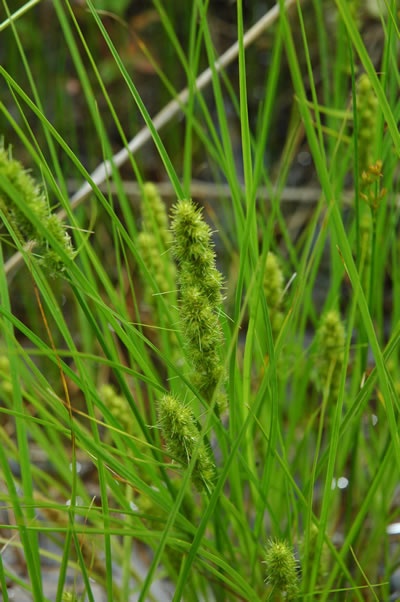 The 25+ best Carex for sun ideas on Pinterest Carex full sun - carex bronze reflection The 25+ best Carex for sun ideas on Pinterest Carex full sun - carex bronze reflection