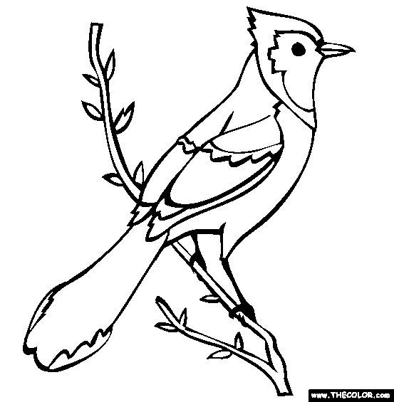 Free Birds Coloring Pages Color In This Picture Of An Blue Jay And Others With Our Library Online Find Pin More