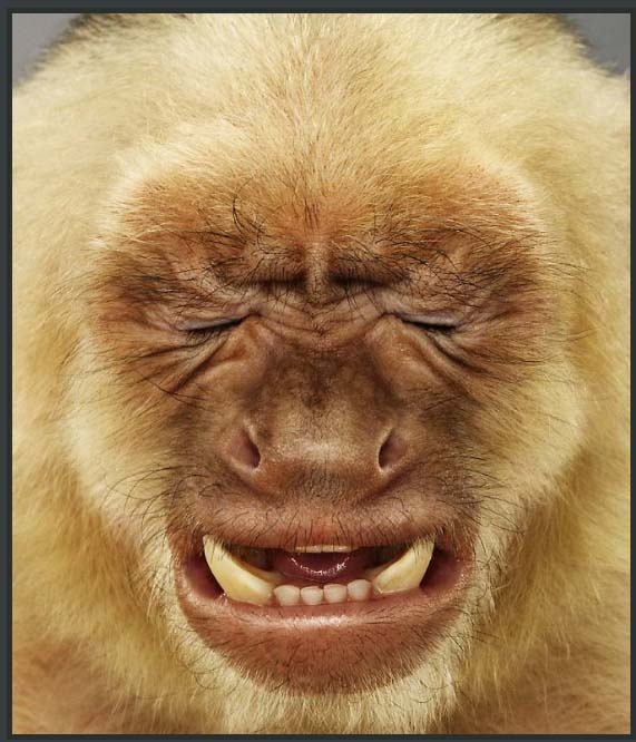 Jill Greenberg Funny Monkey Pictures Monkey Pictures Monkeys Funny
