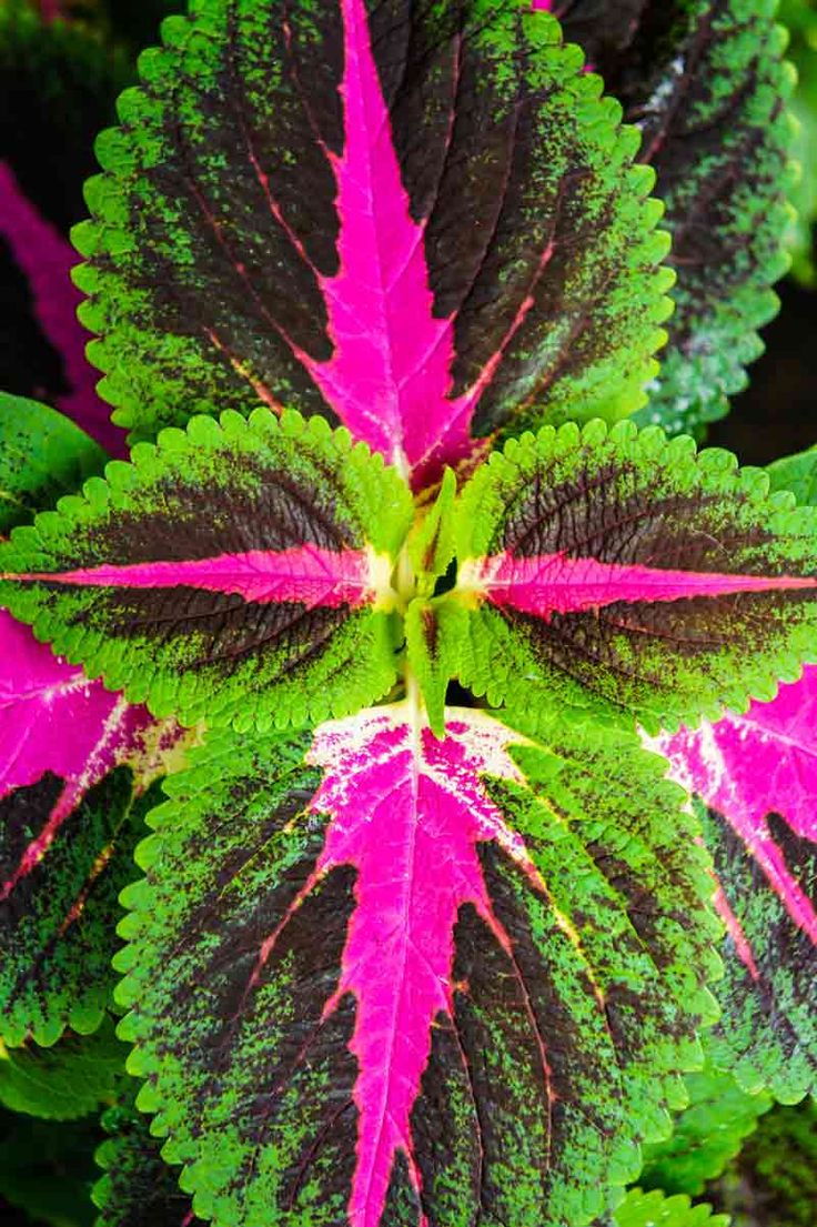 5081 best gardening/landscaping/wildlife images on pinterest 5081 best gardening/landscaping/wildlife images on pinterest