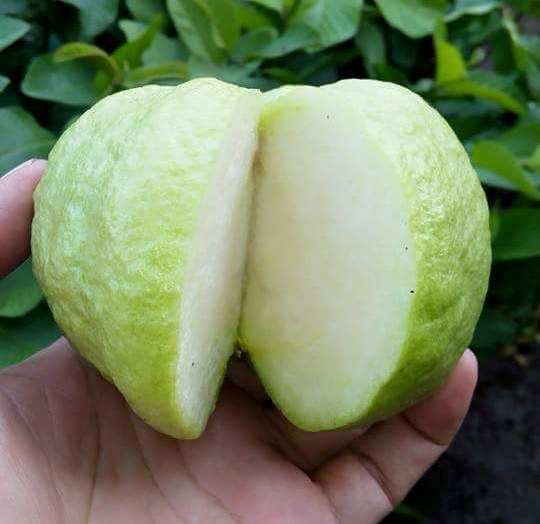 Manfaat Jambu Kristal Untuk Kesehatan dan Kecantikan | Kesehatan