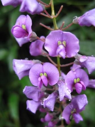 583 Best Australian Flowers Images On Pinterest Purple Plants Soil Type Australian Flowers Native Sweet Peas Win Beautiful Plant Nursery Gardens