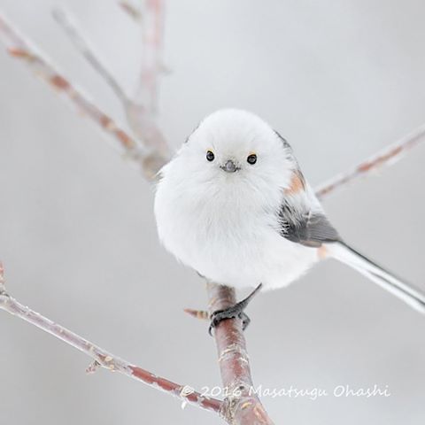 Birds のアイデア 210 件 21 美しい鳥 可愛い鳥 鳥 かわいい Birds のアイデア 210 件 21 美しい鳥 可愛い鳥 鳥 かわいい