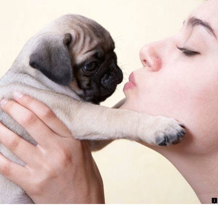 Click On The Link For More Info Pug Puppies Price Simply Click