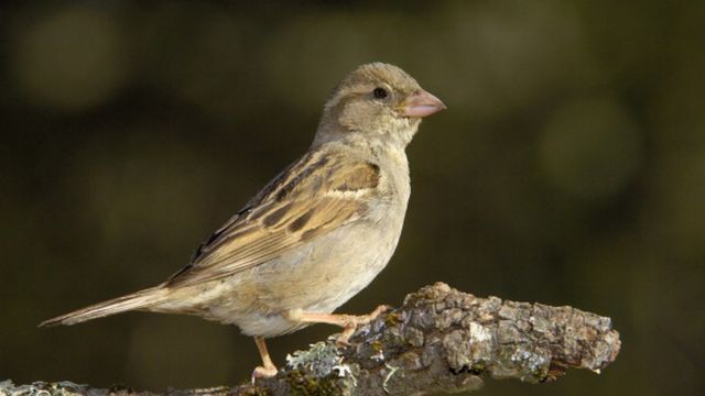 أهم 50 تفسير لرؤية العصفور في المنام للعزباء In 2021 Animals Bird