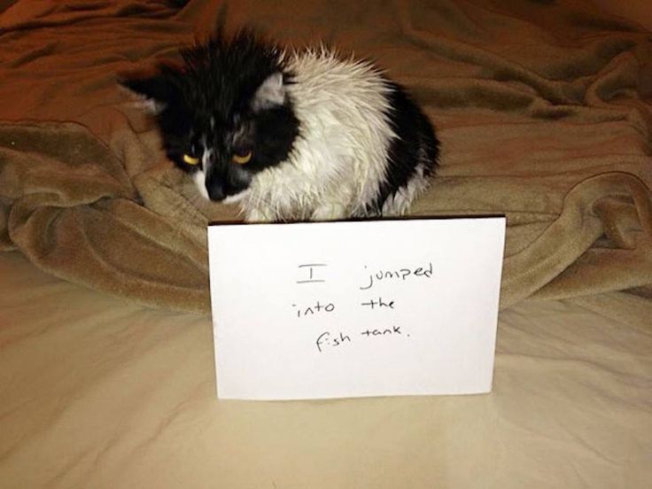 185 best Cattinu0027 Around images on Pinterest Cute kittens, Funny - winway resume free 185 best Cattinu0027 Around images on Pinterest Cute kittens, Funny - winway resume free