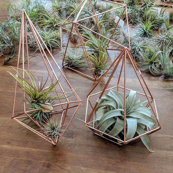 Terrarium Glass Himmeli Air Plant