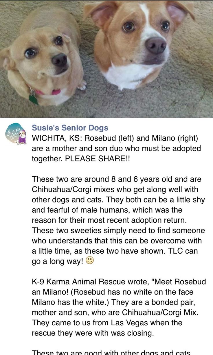 Best Dogs For A Yr Old Couple To Adopt Best Dogs For A Yr Old Couple To Adopt
