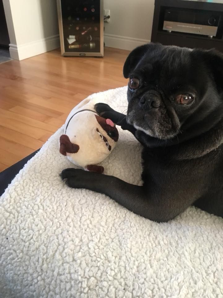 How S Your Pug Doing Take Care Of Your Pug Pugs Animals