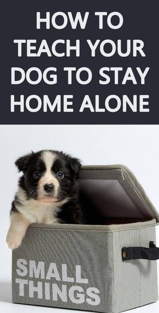 Pin On Dog Tips