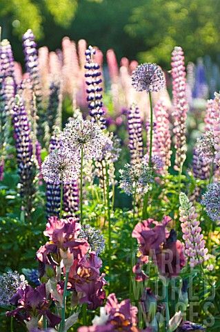 Best 25 Allium Flowers Ideas On Pinterest Purple Garden Easy Best 25 Allium Flowers Ideas On Pinterest Purple Garden Easy To Grow Bulbs And