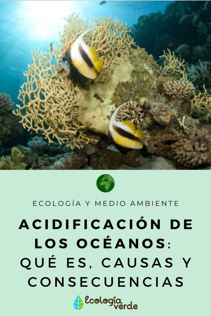 Acidificación De Los Océanos Qué Es Causas Y Consecuencias En 2020 Acidificación Del Océano Medio Ambiente Oceano