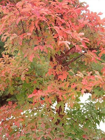 maple tree clay soil 249 best s favorite trees images on plants garden plants and patio plants maple tree clay soil 249 best s favorite trees images on plants garden plants and patio plants