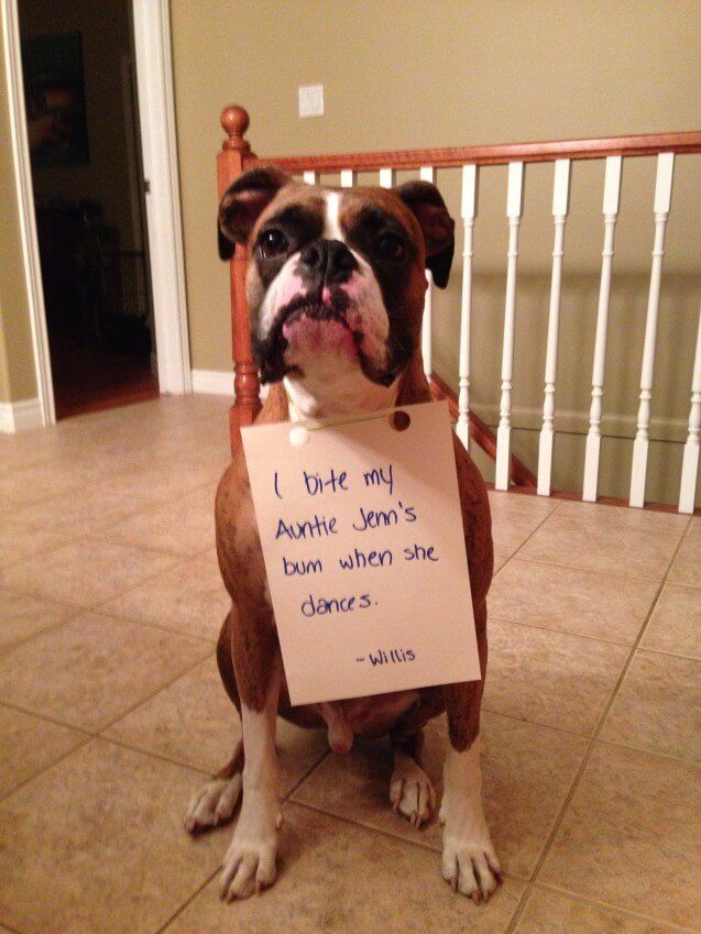 boxer dog uncontrollable head shaking 771 best for the love of a boxer images on pinterest boxer love boxer dog uncontrollable head shaking 771 best for the love of a boxer images on pinterest boxer love