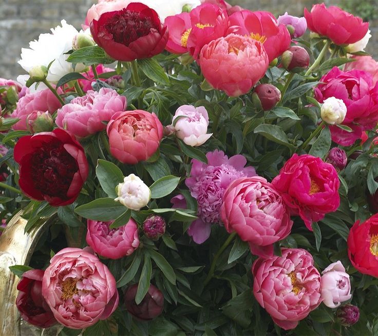 Bright beautiful flowers peonies Desktop wallpapers 640x960