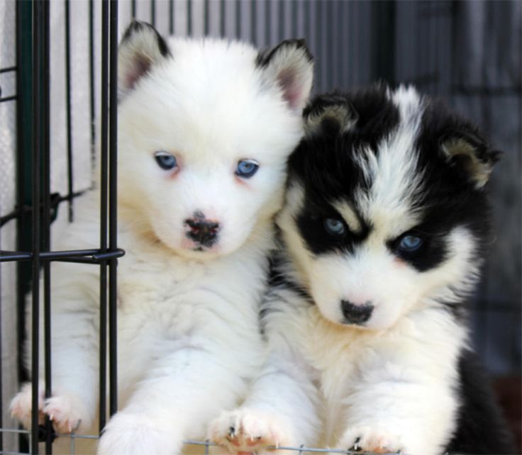 Pin By Michaelrobb On Pomsky Puppies Baby Stuffed Pomsky Puppies