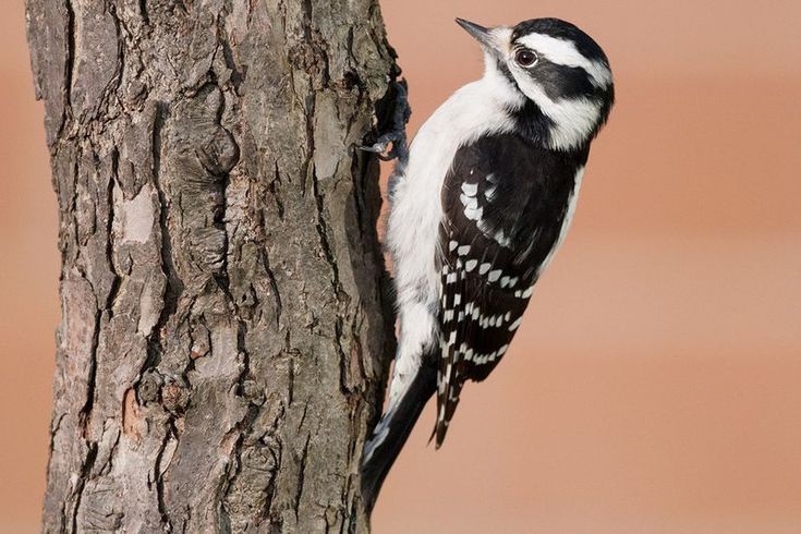 Types of woodpeckers in ny