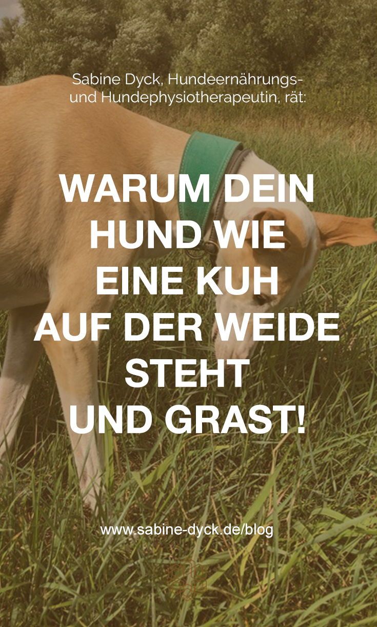 Warum Dein Hund Wie Eine Kuh Auf Der Weide Steht Und Grast Erfahre 4 Grunde Dafur Hunde Hundegesundheit Kuhe