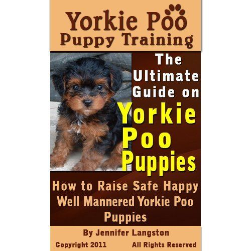raising a yorkie poo 25 b 228 sta yorkie poo puppies id 233 erna p 229 yorkie teacup yorkie och raising a yorkie poo 25 b 228 sta yorkie poo puppies id 233 erna p 229 yorkie teacup yorkie och