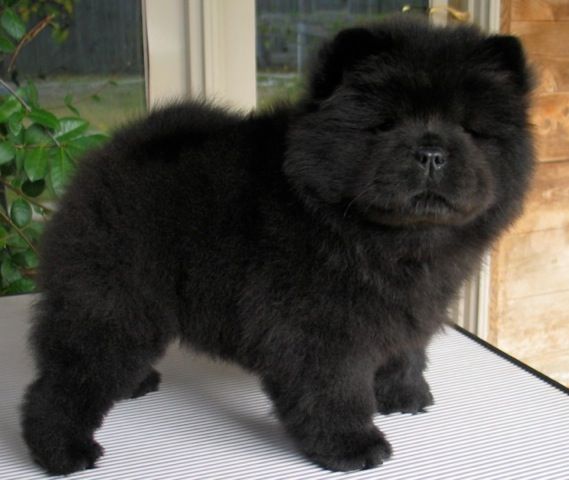black chow chow puppy black chow chow puppies www pixshark images galleries with a bite black chow chow puppy black chow chow puppies www pixshark images galleries with a bite