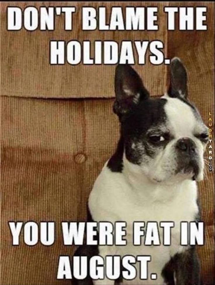 best 25 birthday meme dog ideas on pinterest happy birthday dog c718df27f9f93981bafed41b24177d6e dog memes funny memes best 25 birthday meme dog ideas on pinterest happy birthday dog,Todays Top Memes