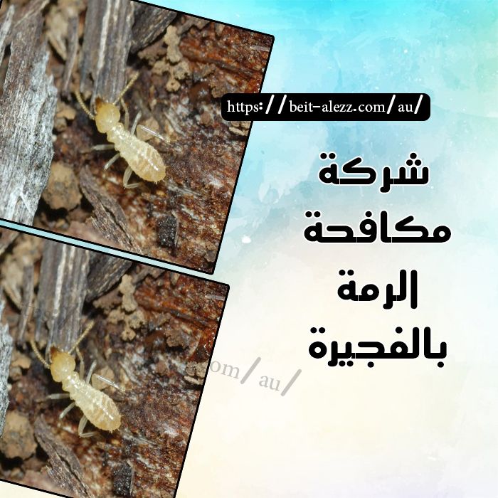 وصفتي السحريه للتخلص من النمل في دقيقه واحده Youtube House Cleaning Checklist Book Qoutes Funny Comments